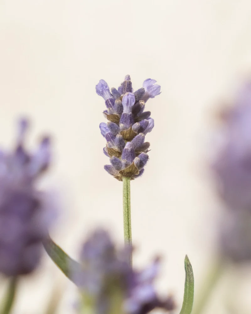 Lavendel - Image 5