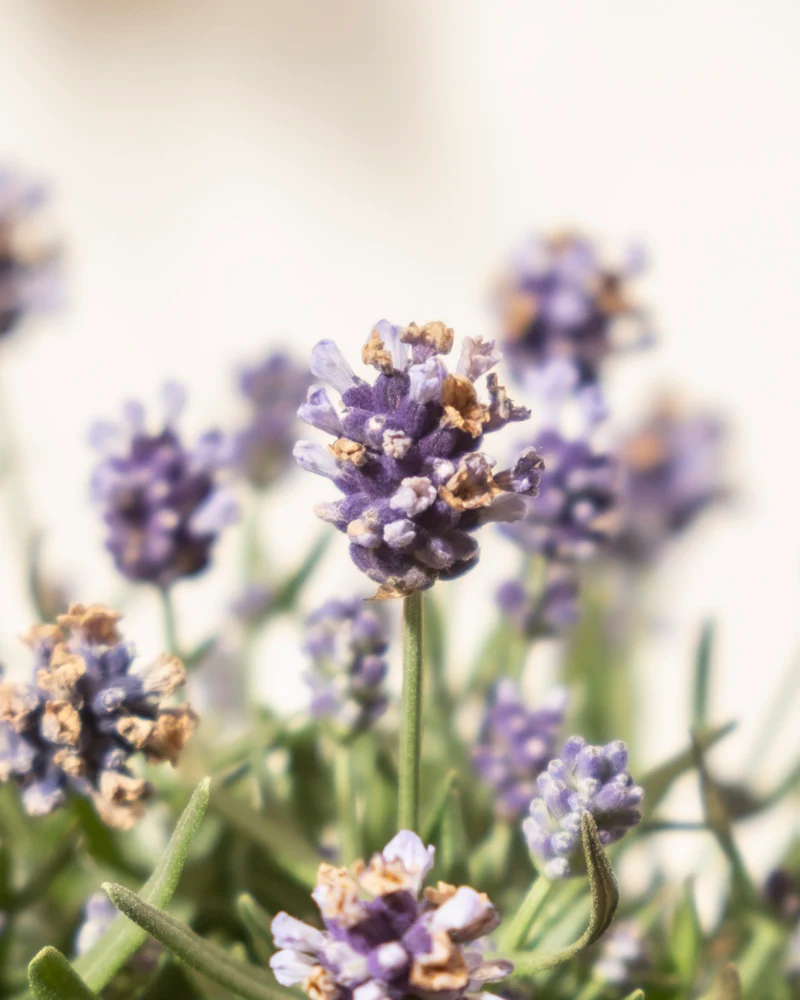 Lavendel - Image 6