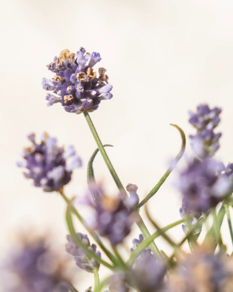 Lavendel - Image 7