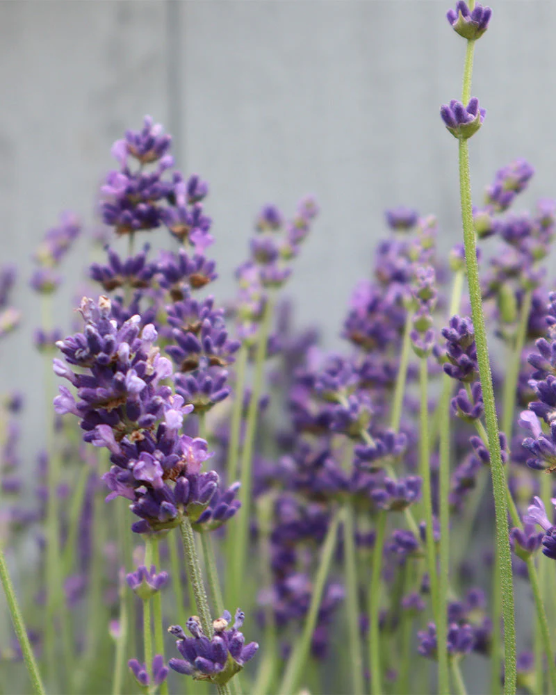 Lavendel - Image 8