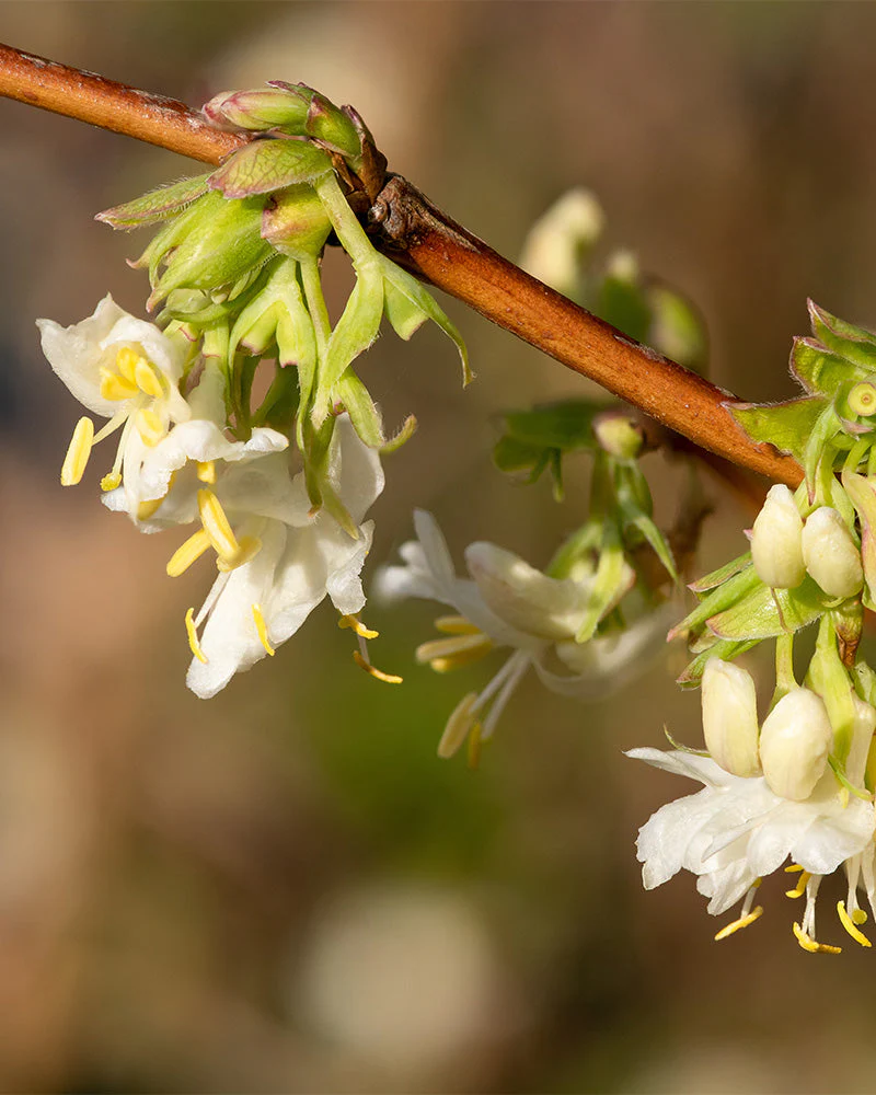 Lonicera purpusii - Image 2
