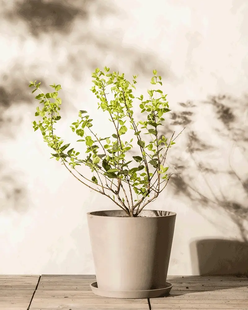 Lonicera purpusii - Image 6