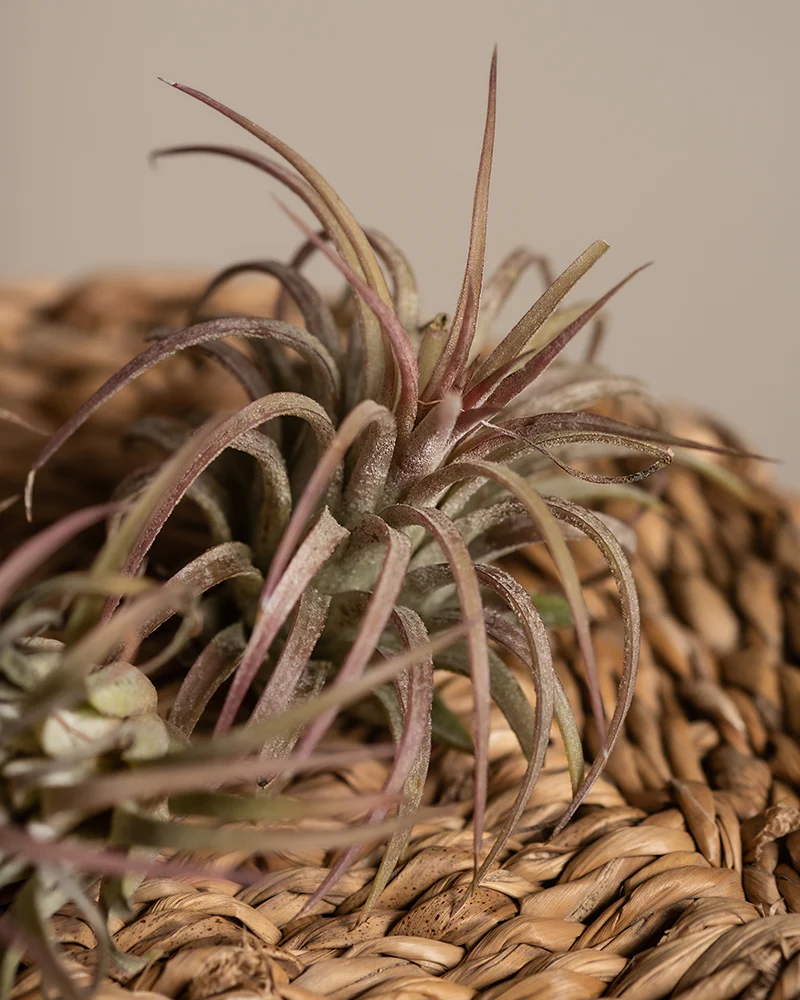 Luftpflanzen pink (5 Stk.) - Image 5