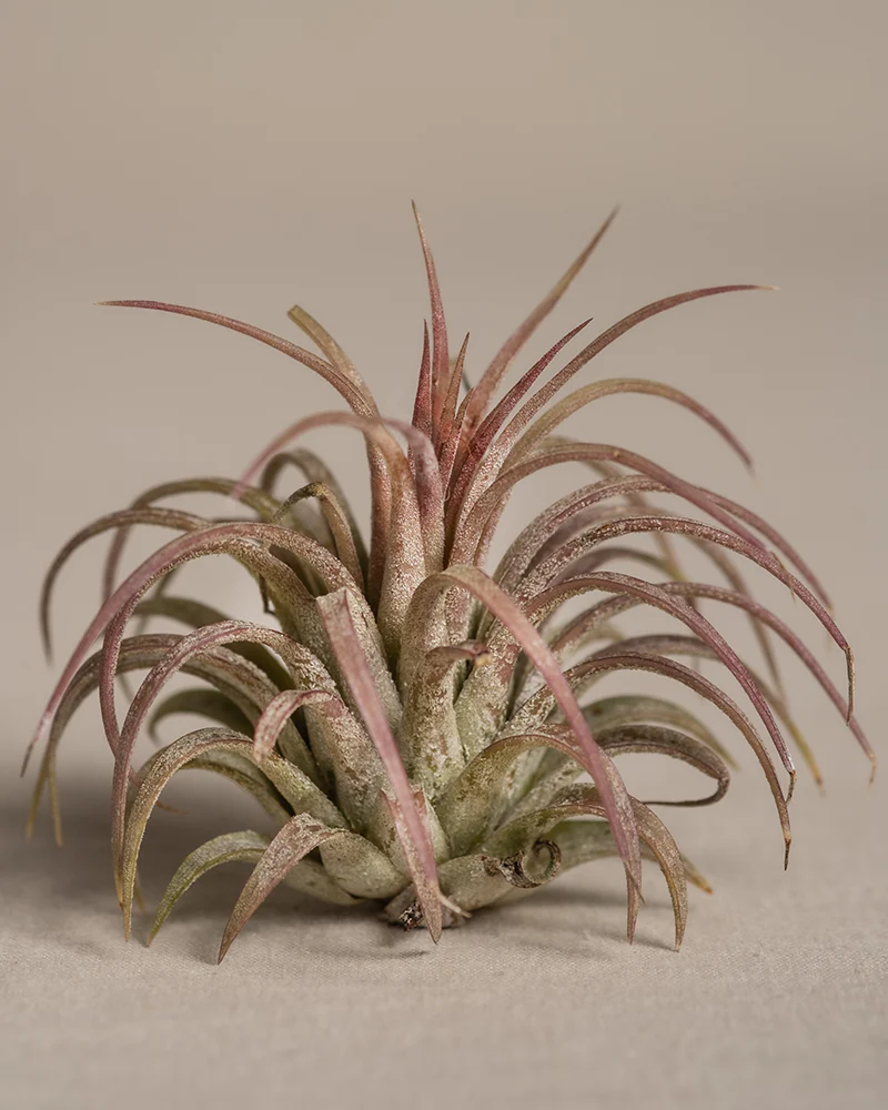 Luftpflanzen pink (5 Stk.) - Image 7