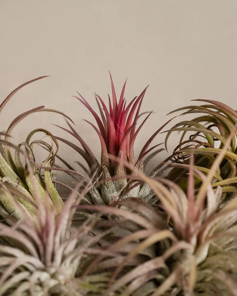 Luftpflanzen pink (5 Stk.) - Image 8