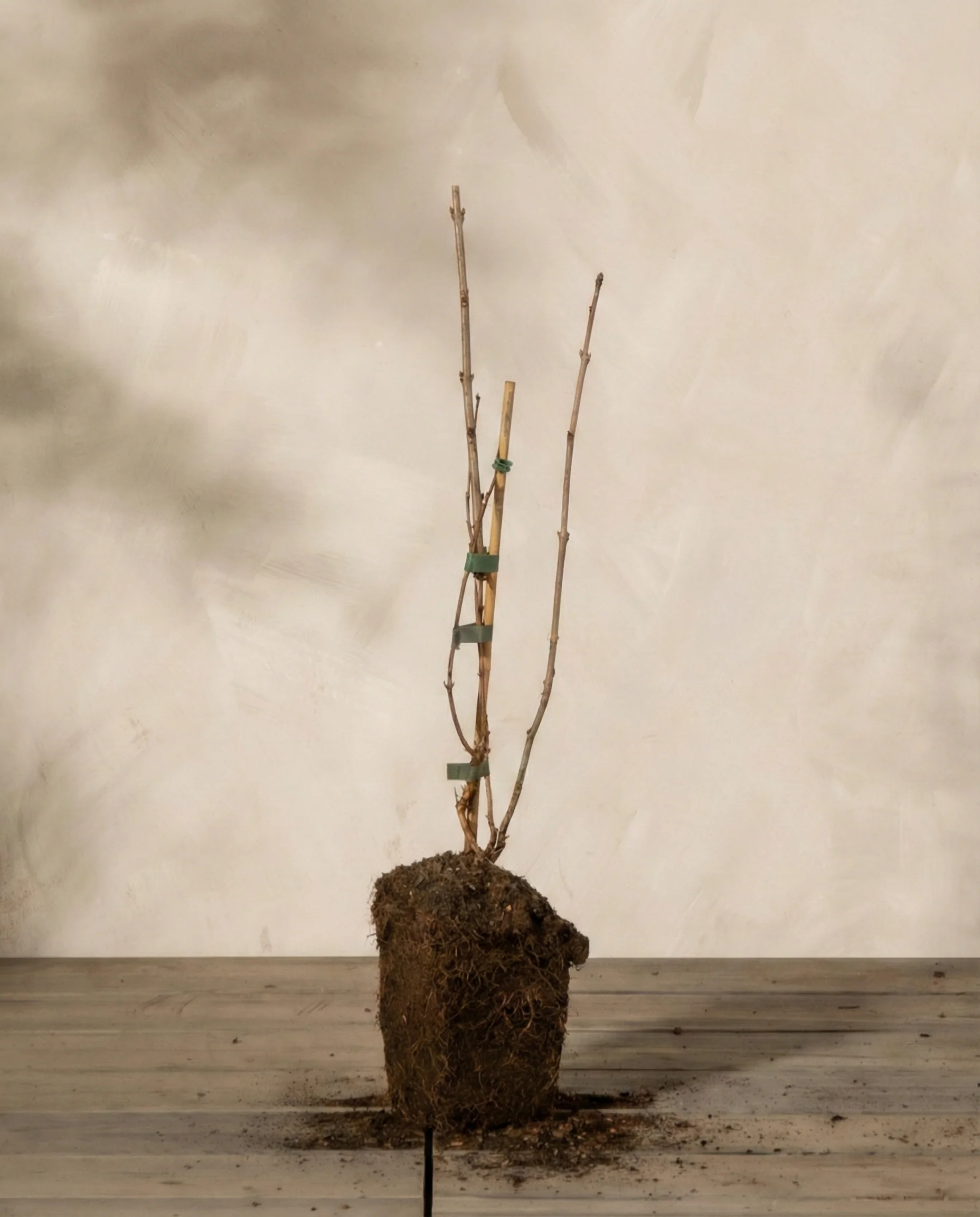 Maibeere - Image 3