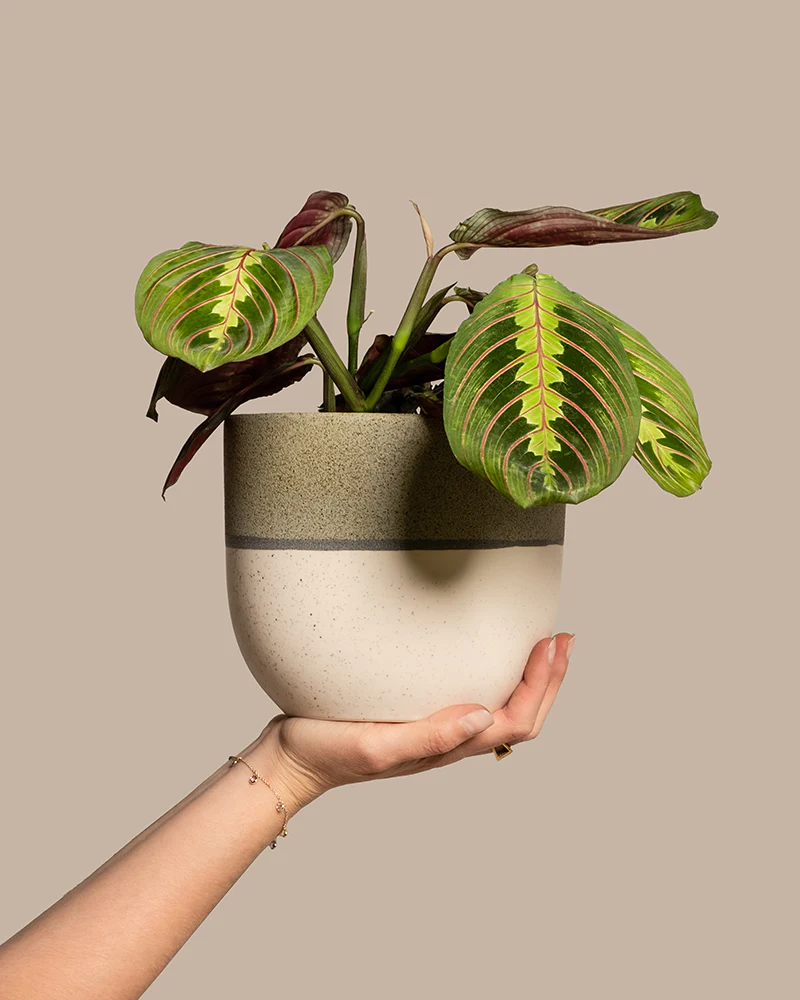 Maranta