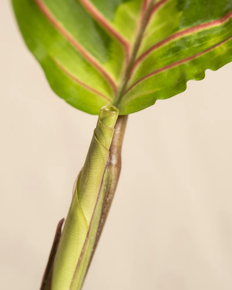 Maranta - Image 10