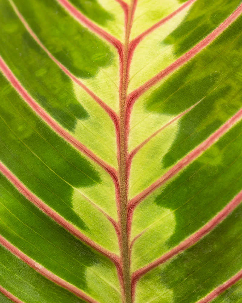 Maranta - Image 2