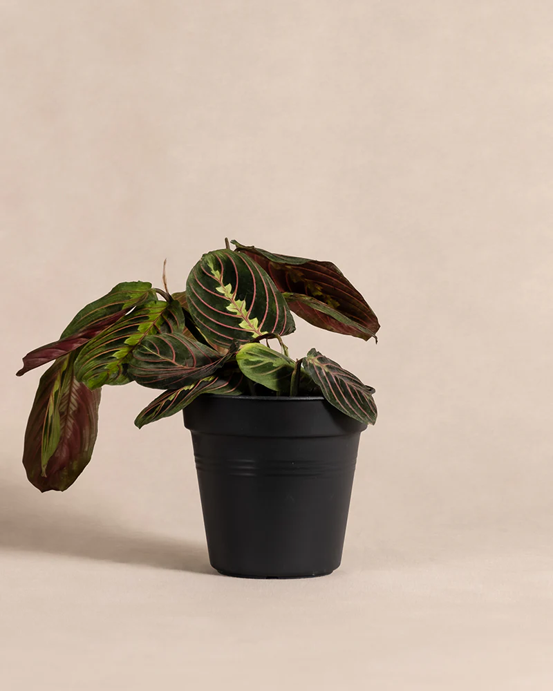 Maranta - Image 3