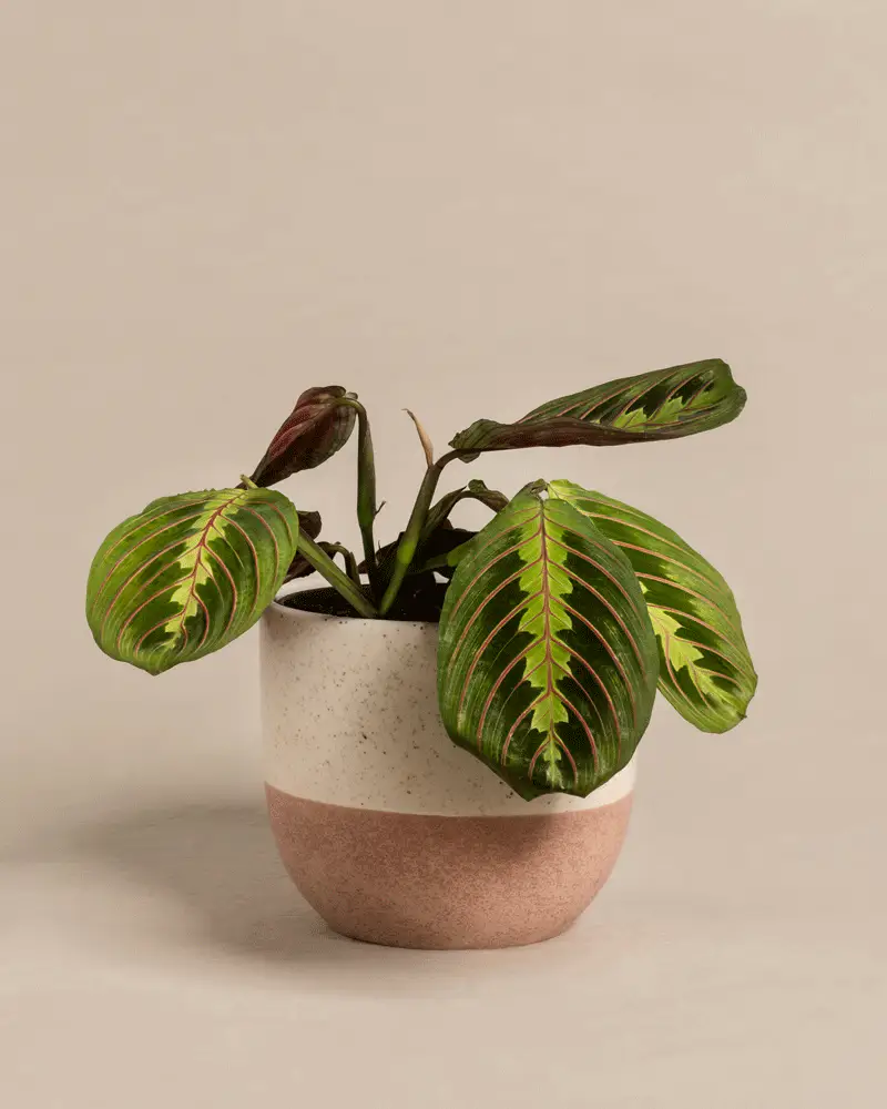 Maranta - Image 5