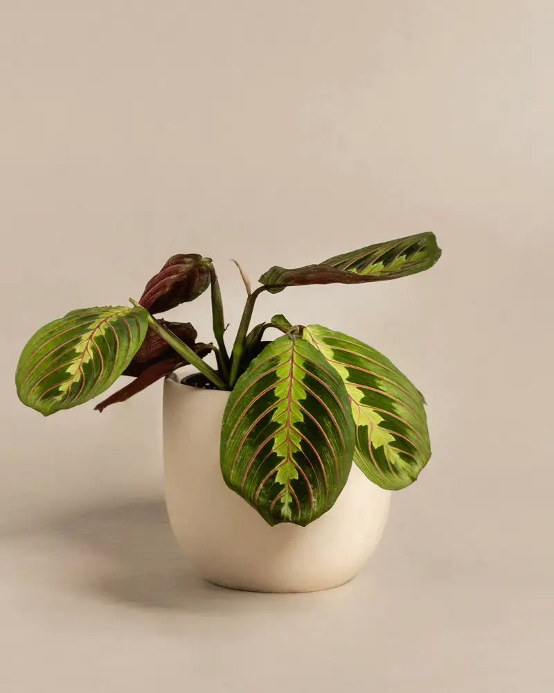 Maranta - Image 6