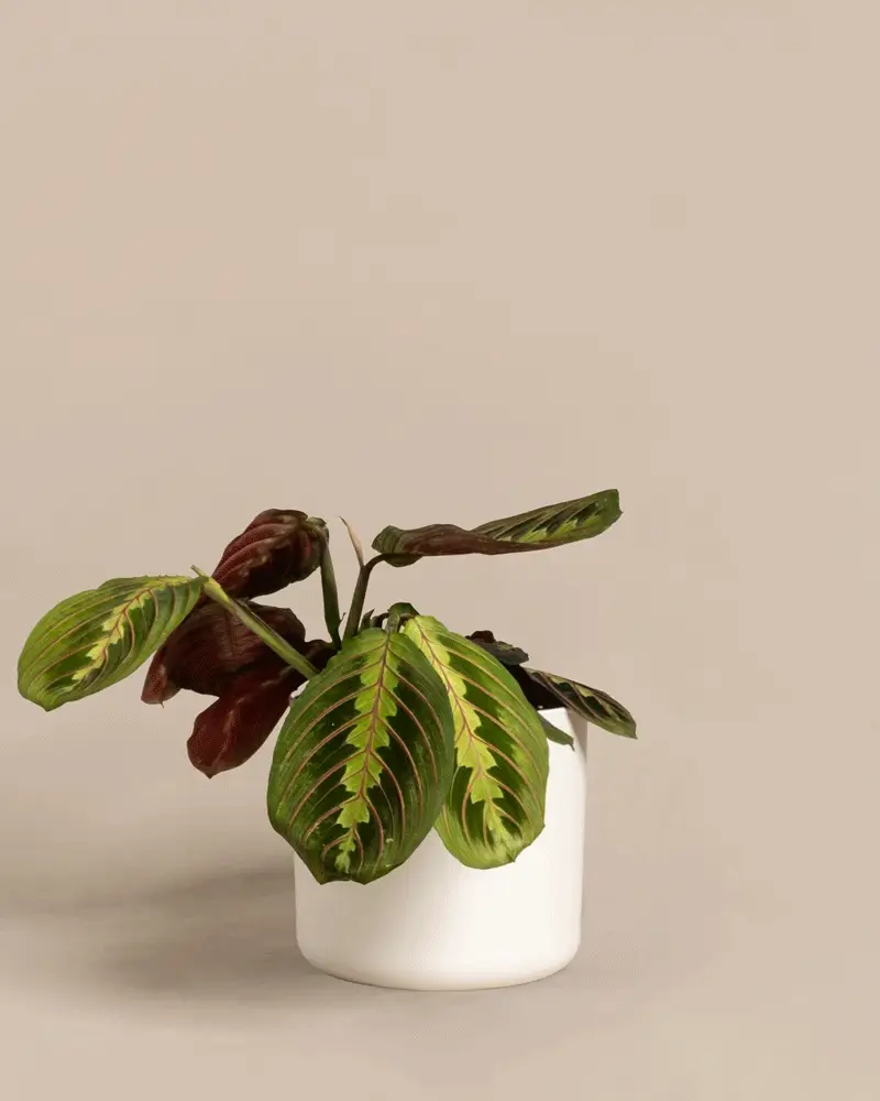 Maranta - Image 7