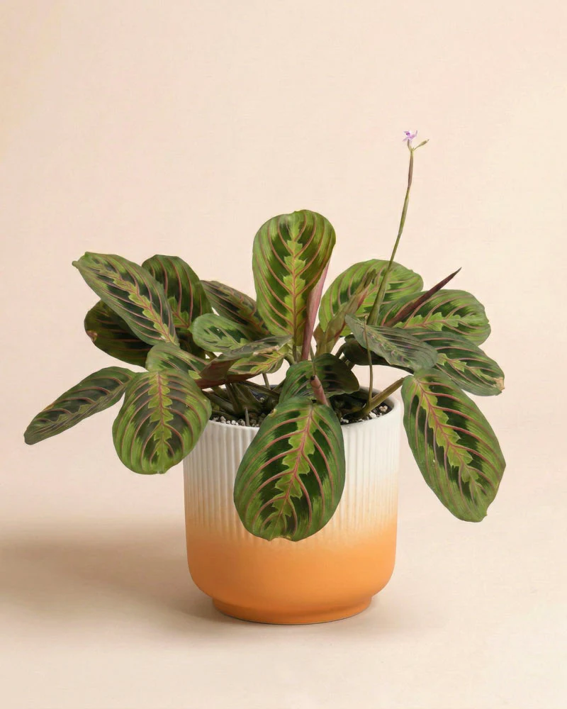 Maranta 'Fascinator' • feey - Image 7