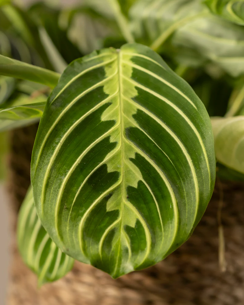 Maranta Lemon Lime - Image 10