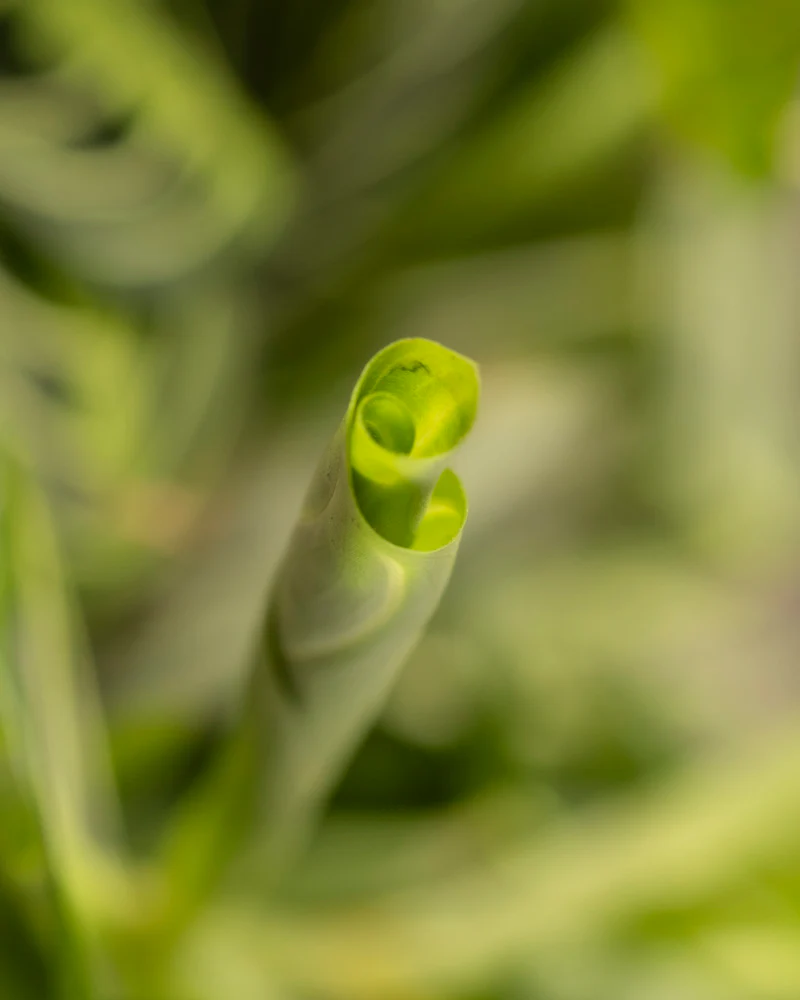 Maranta Lemon Lime - Image 11