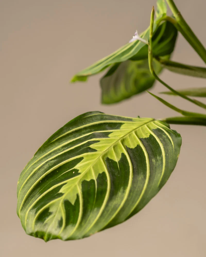 Maranta Lemon Lime - Image 13