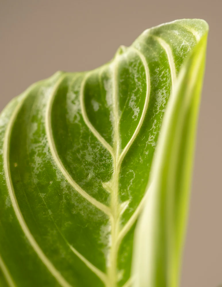 Maranta Lemon Lime - Image 15