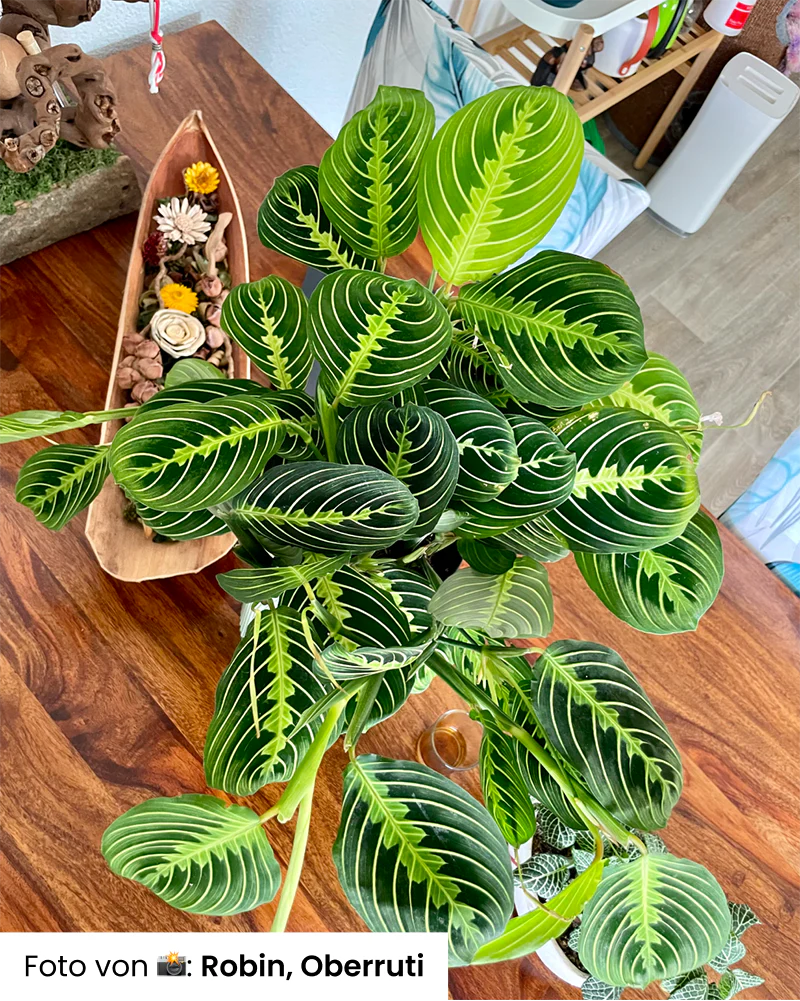 Maranta Lemon Lime - Image 16