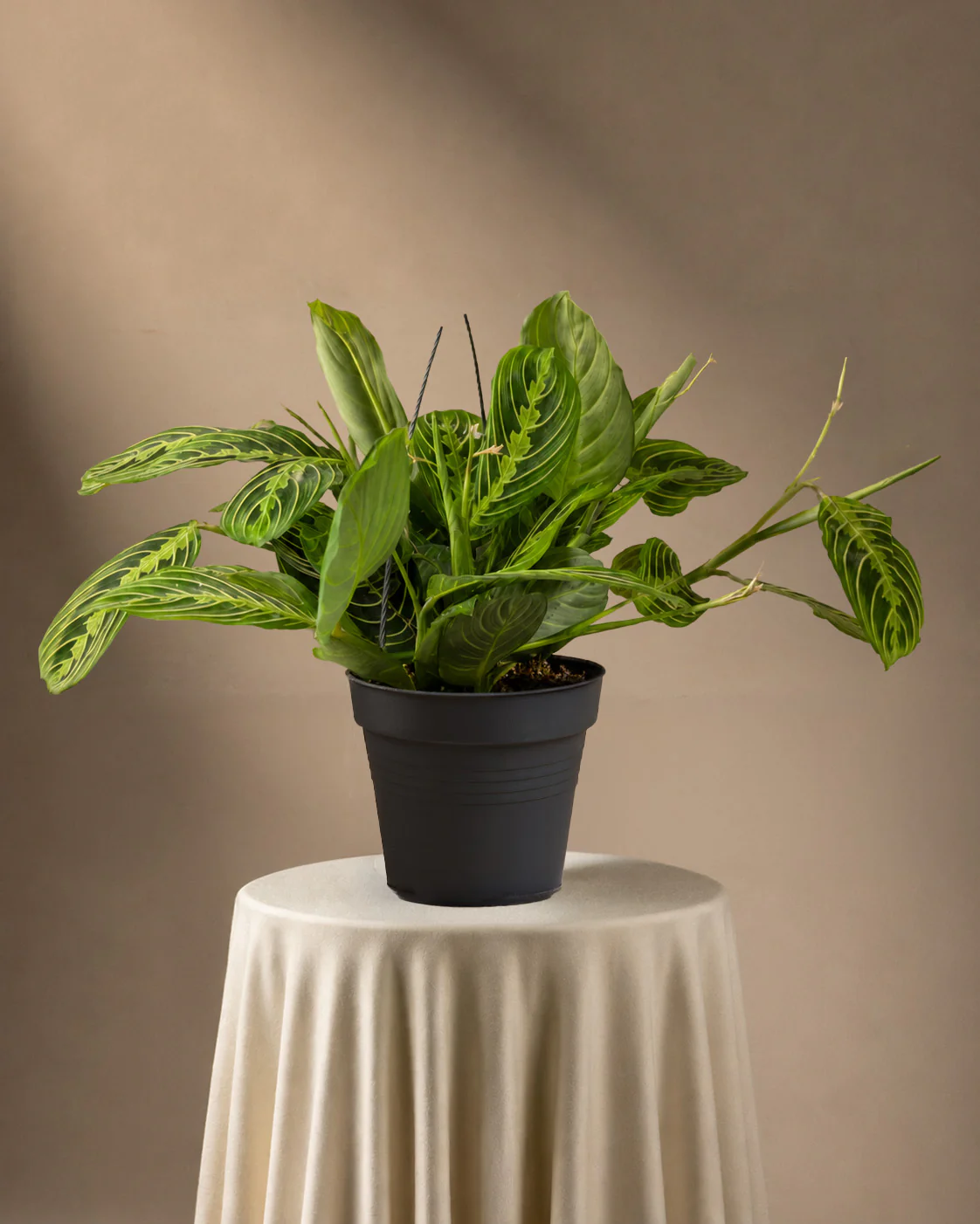 Maranta Lemon Lime - Image 3