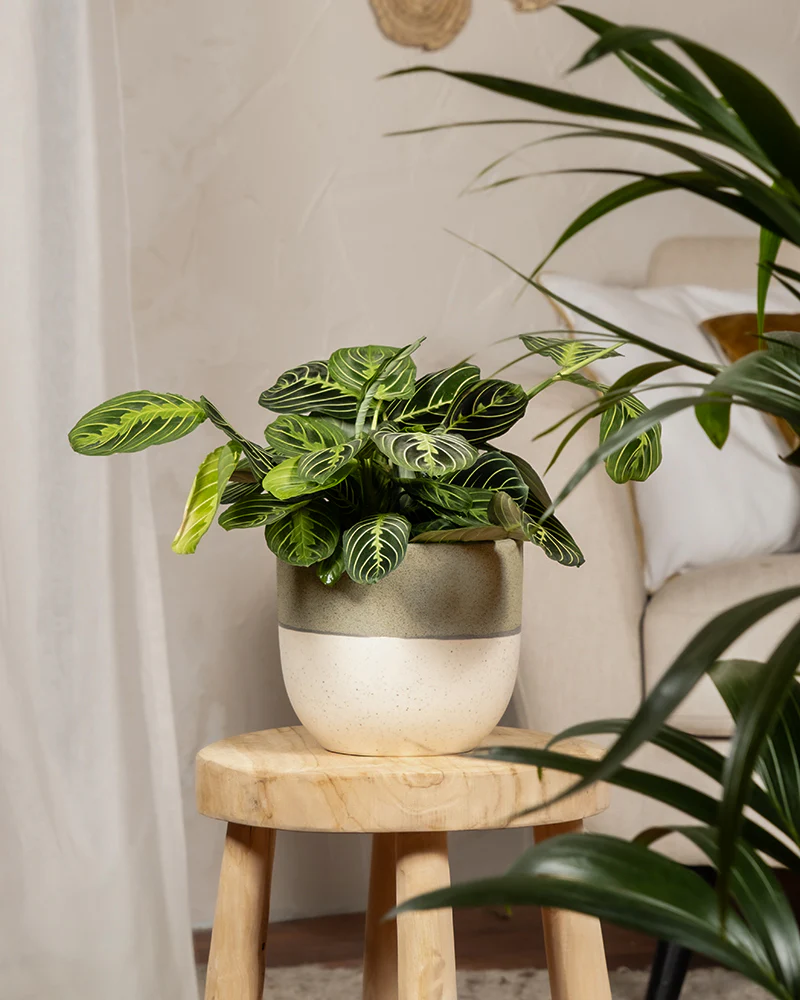 Maranta Lemon Lime - Image 4