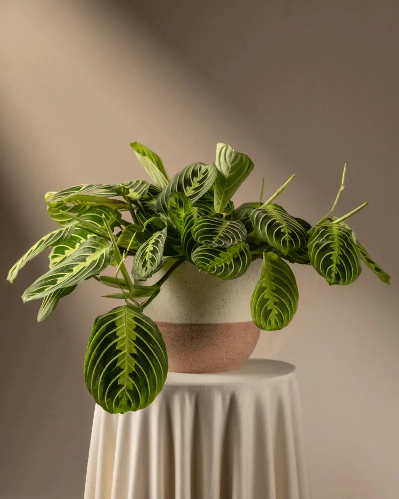 Maranta Lemon Lime - Image 5