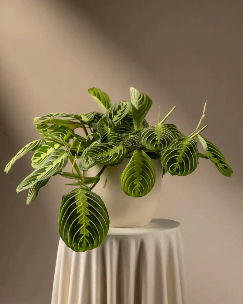 Maranta Lemon Lime - Image 6