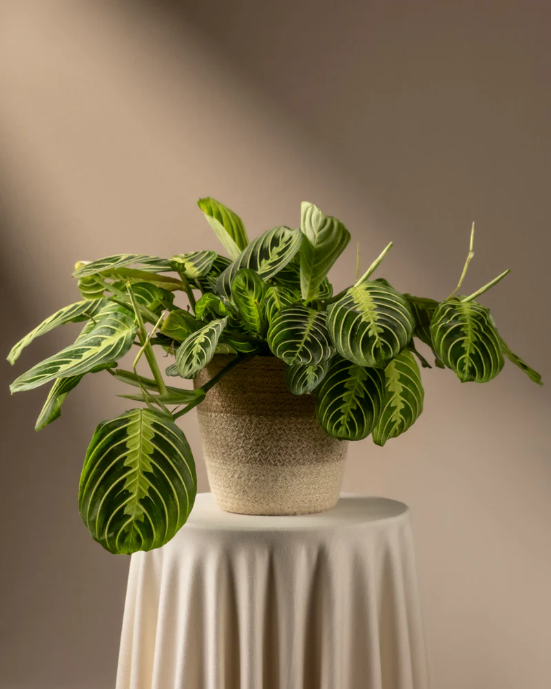 Maranta Lemon Lime - Image 7