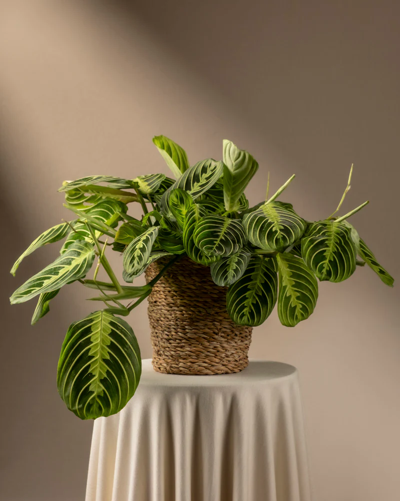 Maranta Lemon Lime - Image 8