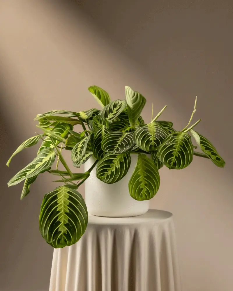 Maranta Lemon Lime - Image 9