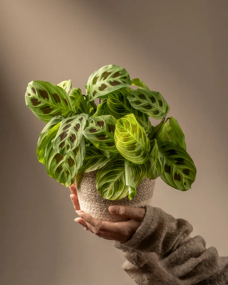 Maranta 'Light Veins'