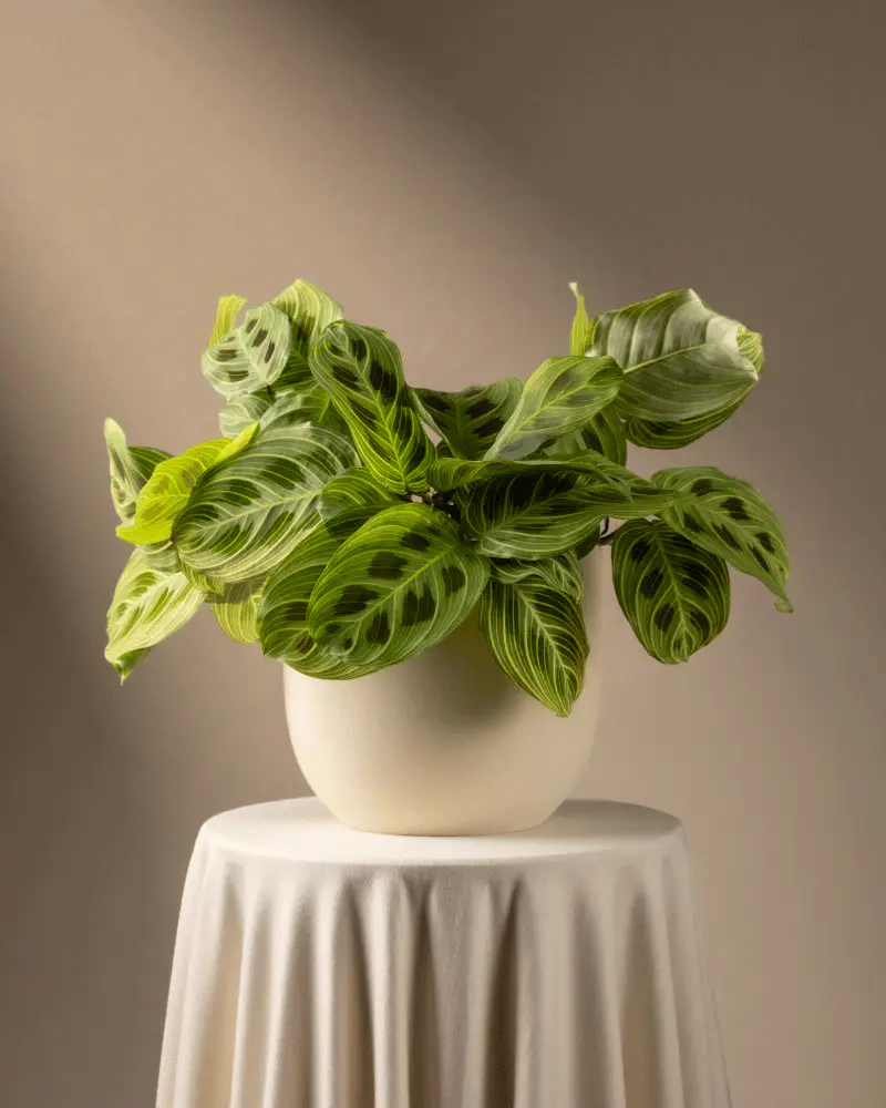 Maranta 'Light Veins' - Image 7
