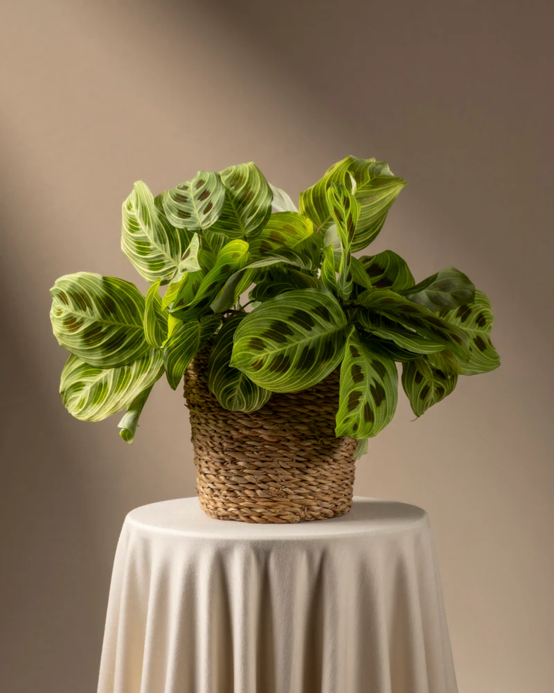 Maranta 'Light Veins' - Image 8