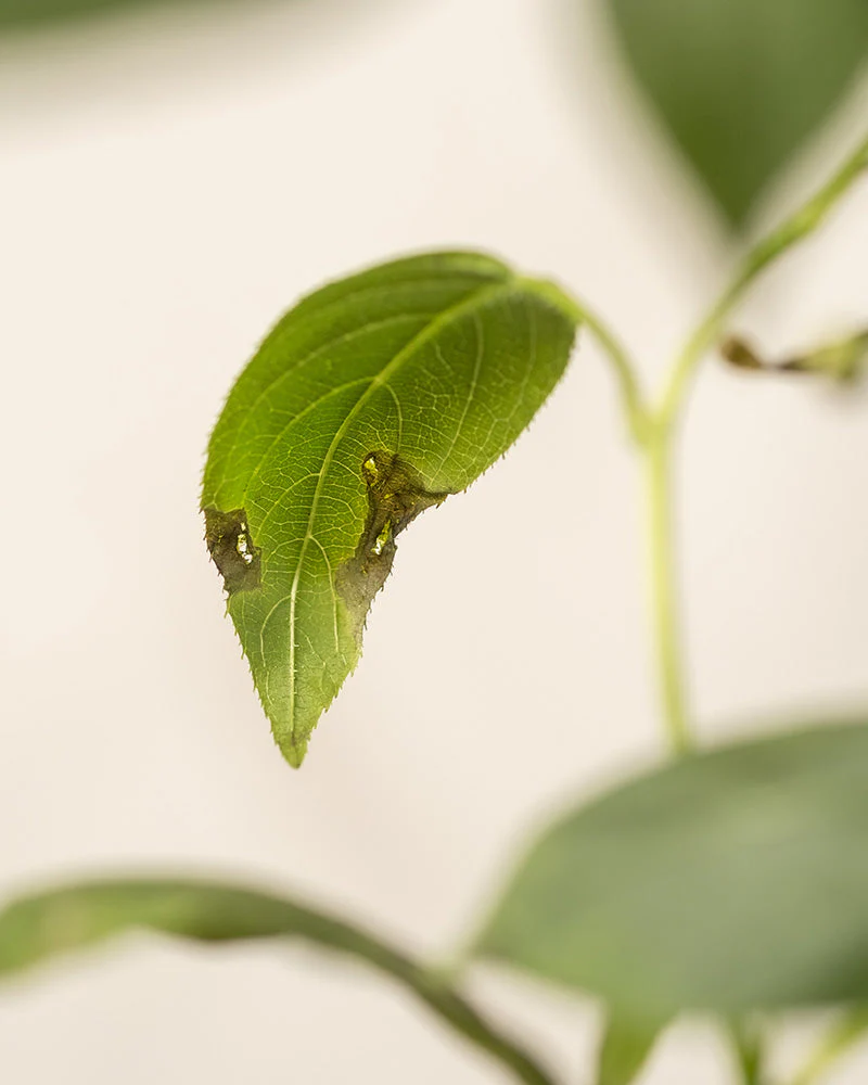 Mini-Kiwi - Image 10