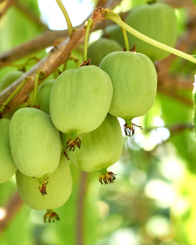 Mini-Kiwi - Image 2