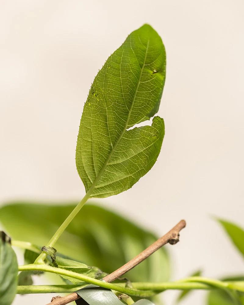 Mini-Kiwi - Image 7