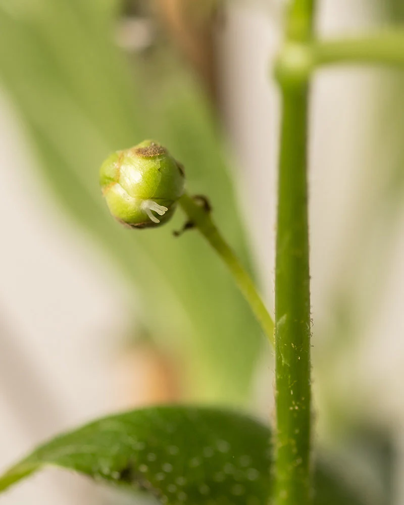 Mini-Kiwi - Image 8
