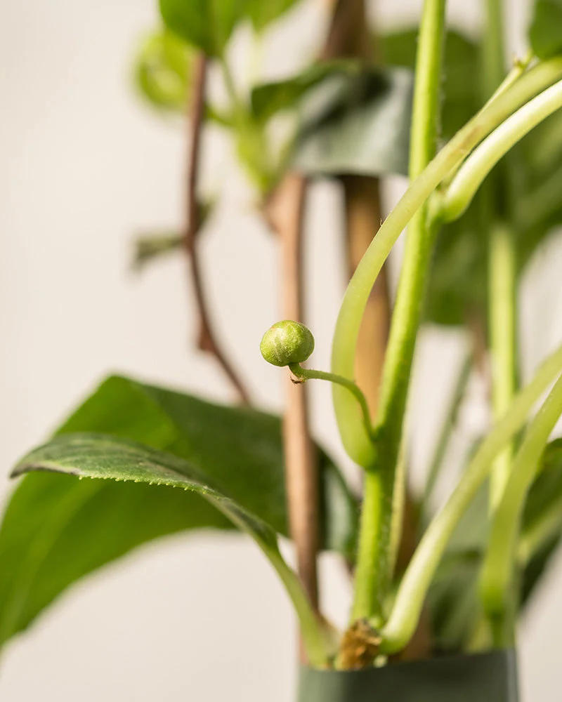 Mini-Kiwi - Image 9