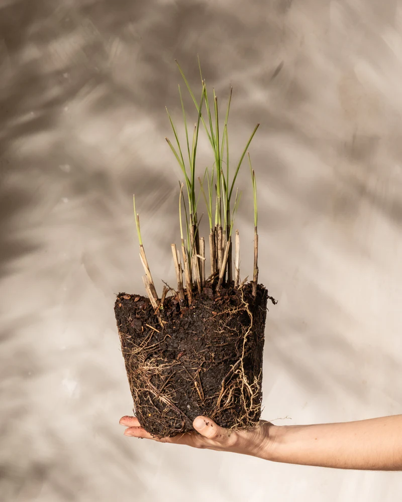 Miscanthus sinensis 'Gracillimus' - Image 3