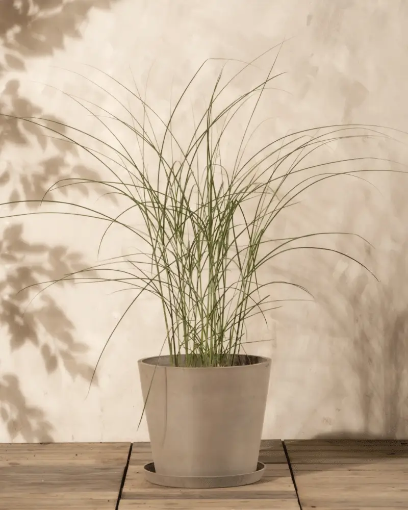 Miscanthus sinensis 'Gracillimus' - Image 4