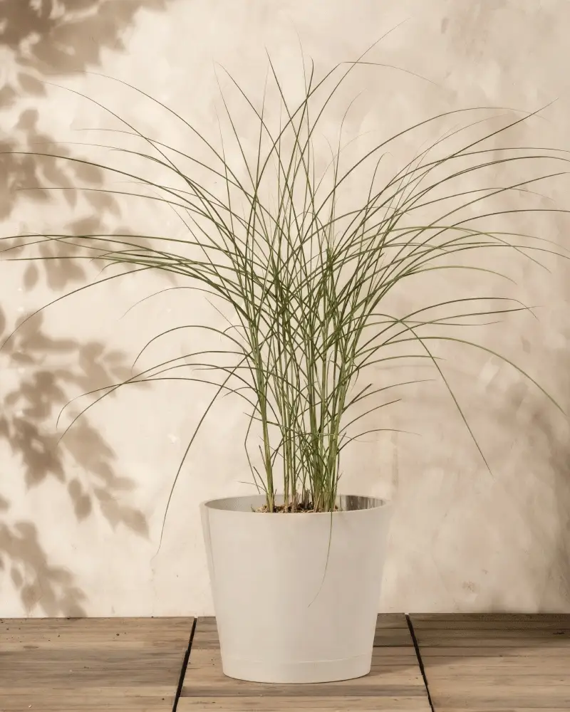 Miscanthus sinensis 'Gracillimus' - Image 5