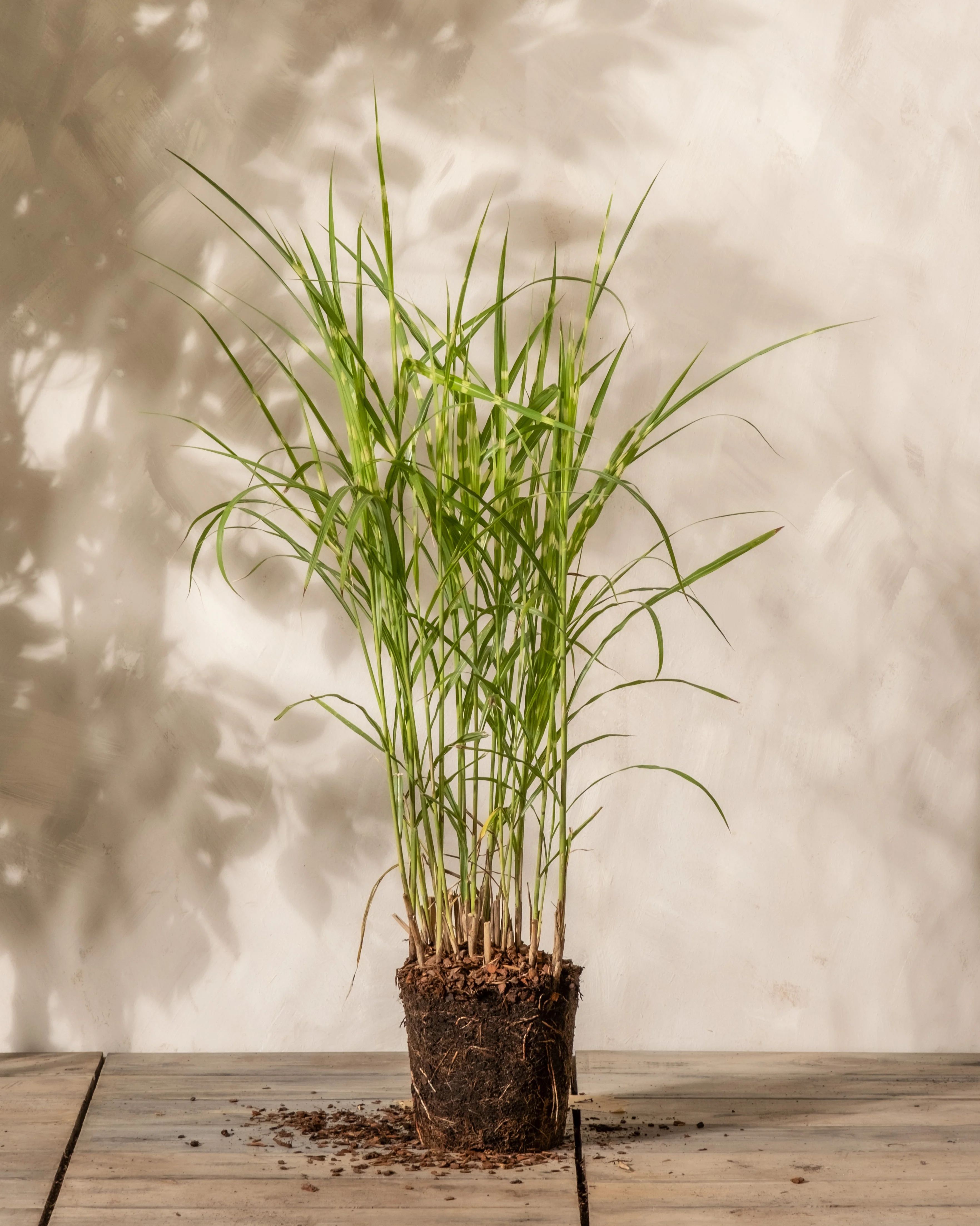 Miscanthus sinensis 'Strictus' - Image 3