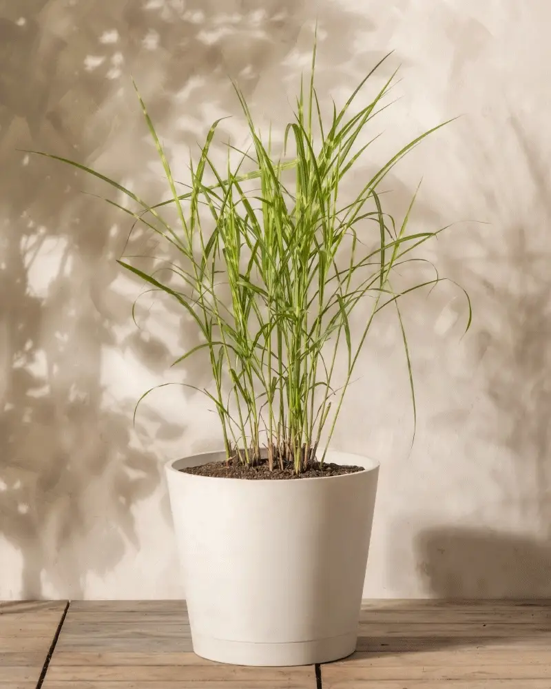Miscanthus sinensis 'Strictus' - Image 4