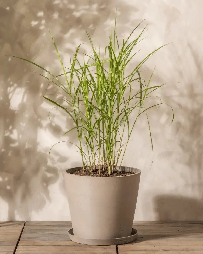 Miscanthus sinensis 'Strictus' - Image 5