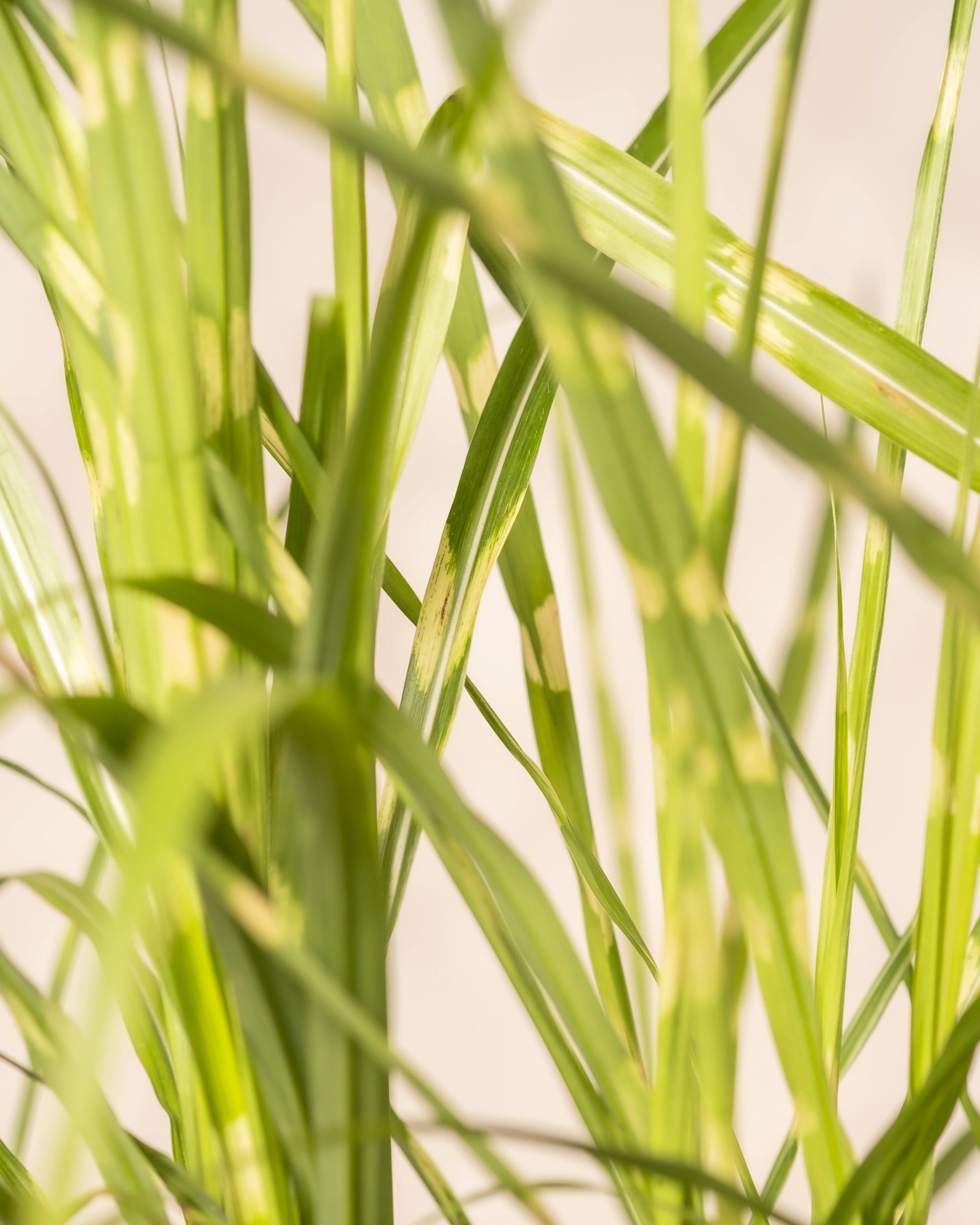 Miscanthus sinensis 'Strictus' - Image 6