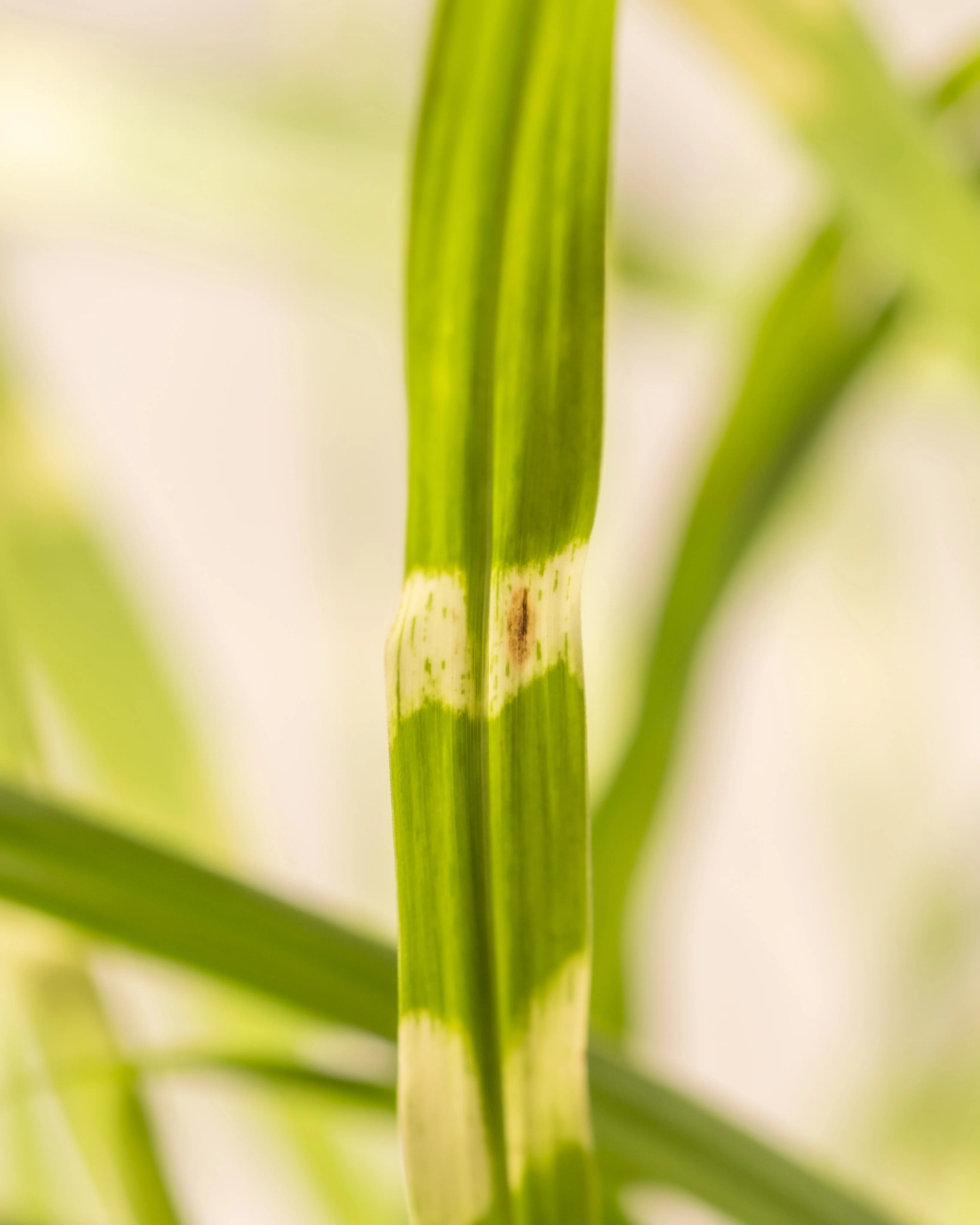 Miscanthus sinensis 'Strictus' - Image 7