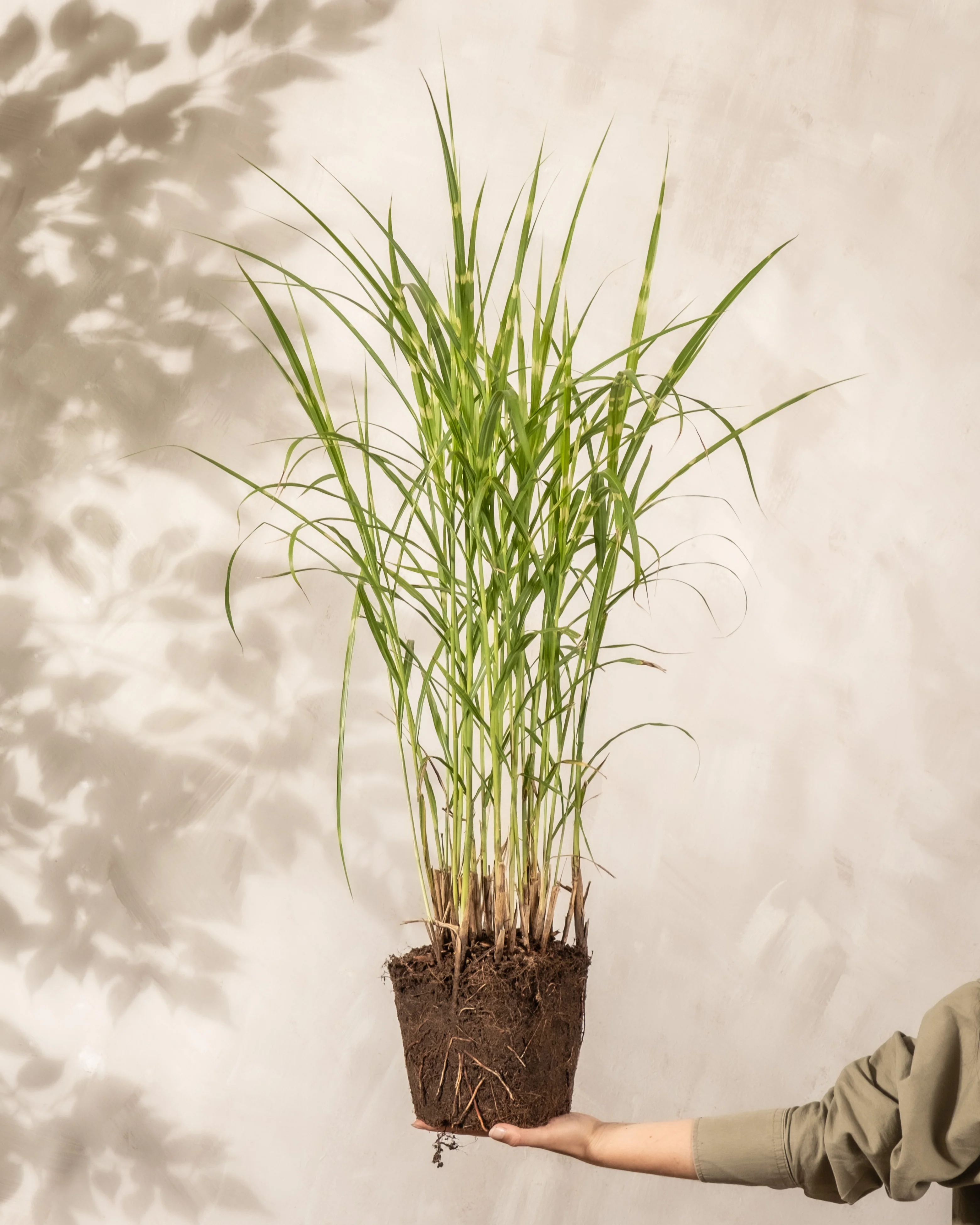 Miscanthus sinensis 'Strictus' - Image 8