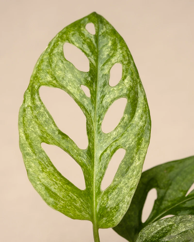 Monstera adansonii 'Mint' Babypflanze - Image 10