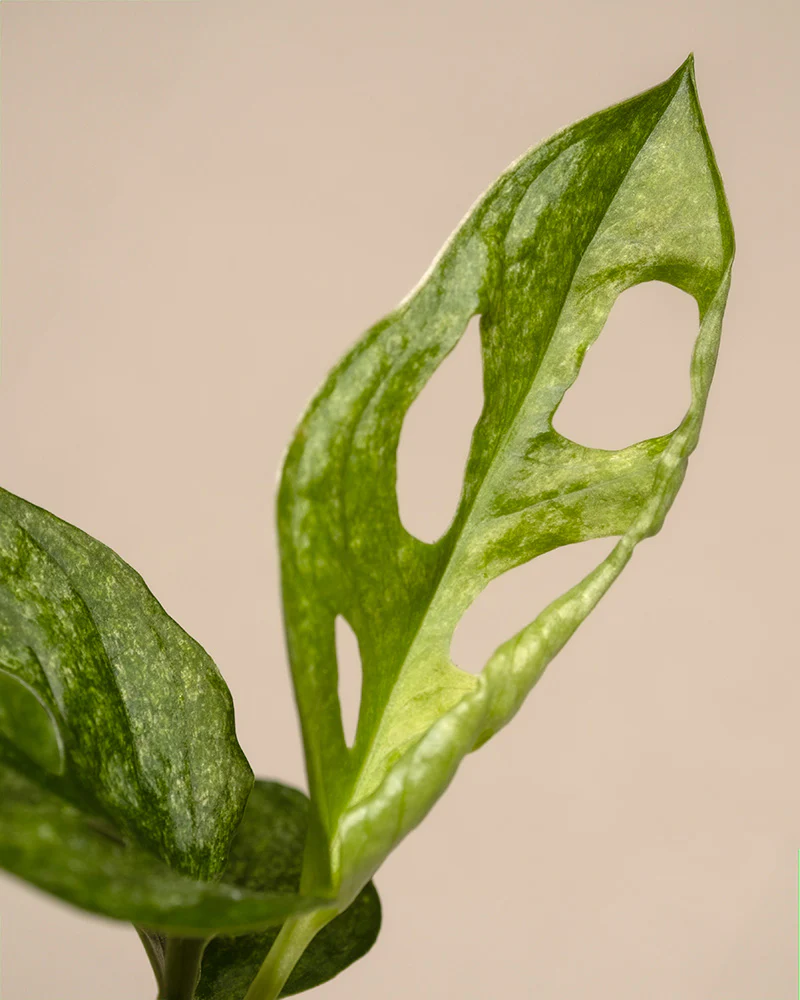 Monstera adansonii 'Mint' Babypflanze - Image 11