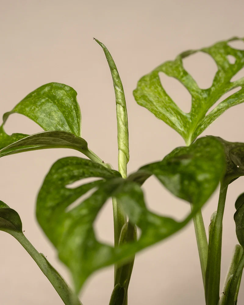 Monstera adansonii 'Mint' Babypflanze - Image 12